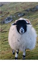 Fluffy Scottish Black-Faced Sheep Journal: 150 Page Lined Notebook/Diary