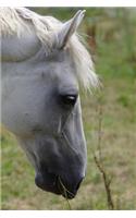 Beautiful White Horse Notebook