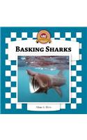 Basking Sharks