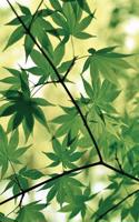 Spring Maple Journal