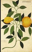 Journal: Vintage Lemon Illustration Fruit Design - 128 College Ruled Pages: 6 x 9 in Blank Lined Journal with Soft Matte Cover - Notebook, Diary, Composition