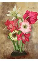 Amaryllis