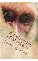Collection of Monkeys