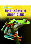Life Cycles Life Cycle of Amphibians