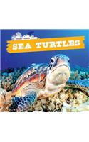 Sea Turtles