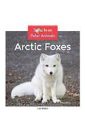 Arctic Foxes