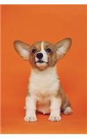 My 2020 Corgi Weekly Planner