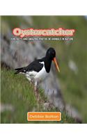 Oystercatcher: Fun Facts and Amazing Photos of Animals in Nature