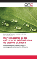 Morfoanatomía de las estructuras subterráneas de cuphea glutinosa