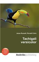 Tachigali Versicolor: (English)