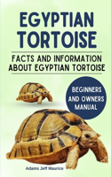 Egyptian Tortoise