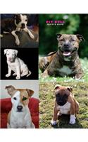 Pit Bull Sketch Book
