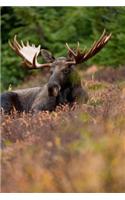 Moose in the Tall Grass Animal Journal: 150 Page Lined Notebook/Diary