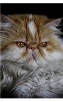 Orange and White Persian Cat Portrait Pet Journal