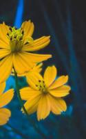 Nature Notebook: 150 lined pages, glossy softcover, 6 x 9