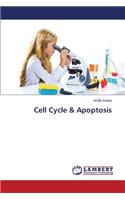 Cell Cycle & Apoptosis