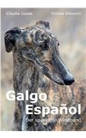 Galgo Espaol