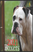 Boxers 2021: 2021 Wall & Office Calendar, 12 Month Calendar