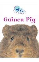 Guinea Pig