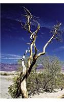 A View of a Gnarled Tree in the Desert in Death Valley Journal: 150 Page Lined Notebook/Diary