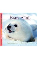 Baby Seal