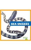 Sea Snakes