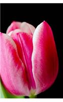 Tulip Notebook
