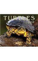 Turtles 2018