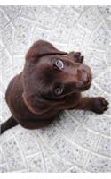 Labrador Retriever Puppy Dog Journal