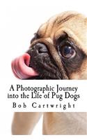 A Photographic Journey into the Life of Pug Dogs