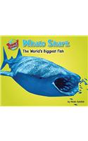 Whale Shark