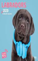 LABRADORS 2020 SQUARE WALL CALENDAR STUD