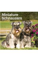 SCHNAUZERS MINIATURE INTL 2020 SQUARE WA