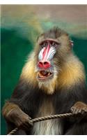 Mandrill Monkey Journal: 150 Page Lined Notebook/Diary
