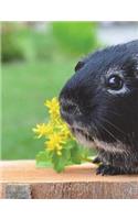 Guinea Pig Notebook Large Size 8.5 x 11 Ruled 150 Pages