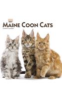 Maine Coon Cats 2021 Square