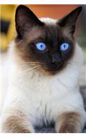 Siamese Cat Notebook: 150 lined pages, softcover, 6 x 9