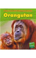 Orangutan