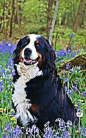 Bernese Mountain Dog: Dog Lover's Journal/Notebook/Diary