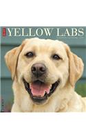 Just Yellow Labs 2019 Wall Calendar (Dog Breed Calendar)