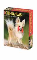 Chihuahuas 2023 Box Calendar