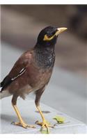 Common Myna (Acridotheres Tristis) Bird Journal: 150 page lined notebook/diary