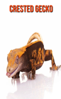Crested Gecko