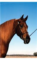 Equine Journal Arabian Show Horse