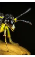 Insect Notebook