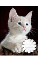 Baby Kitten Composition Book