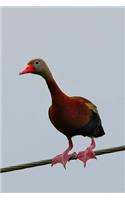 Black-Bellied Whistling Duck Journal (Dendrocygna Autumnalis)