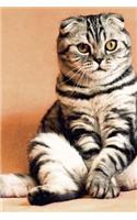 Relaxed Kitty Notebook: 150 lined pages, softcover, 6 x 9
