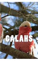 Galahs (Journal / Notebook)