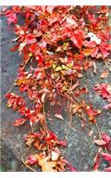 Journal Fall Colors Vines Leaves Rock